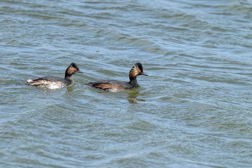 Free Two black-necked grebes swimming in the waters of Hattstedtermarsch, Germany. Stock Photo