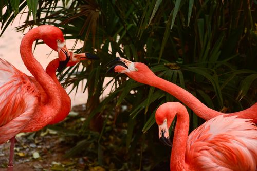 Free Three bright pink flamingos interacting amidst lush green foliage, showcasing colorful wildlife. Stock Photo