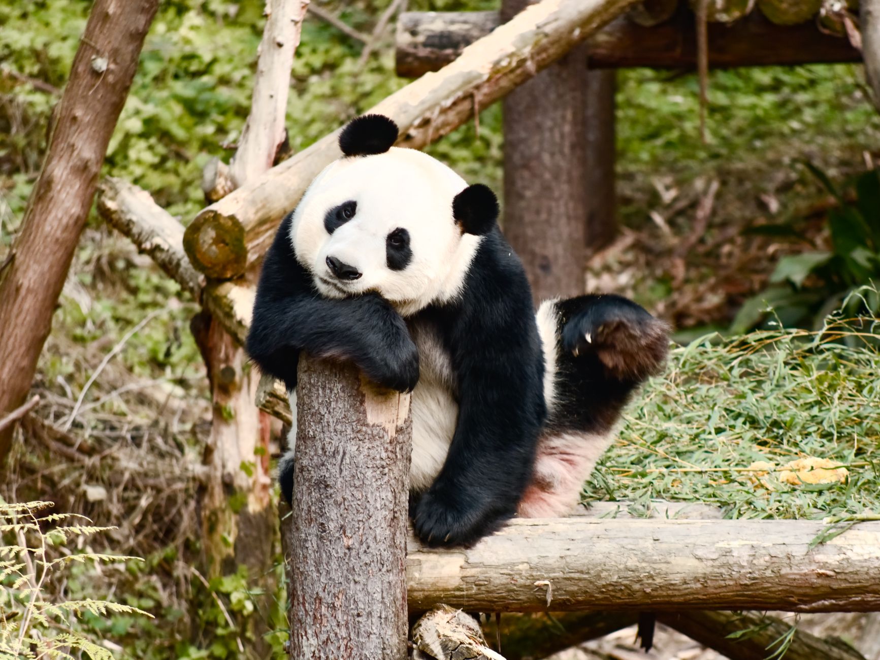 Chengdu, China
