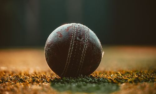 Free stock photo of cricket, sun bathing Stock Photo