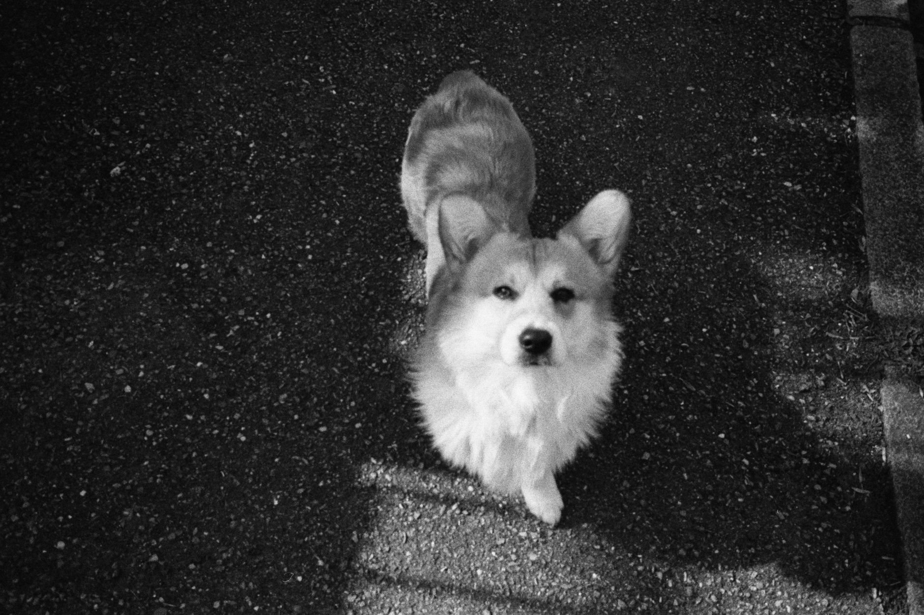 Portrait of a dog at a veterinary clinic