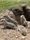 cute animals