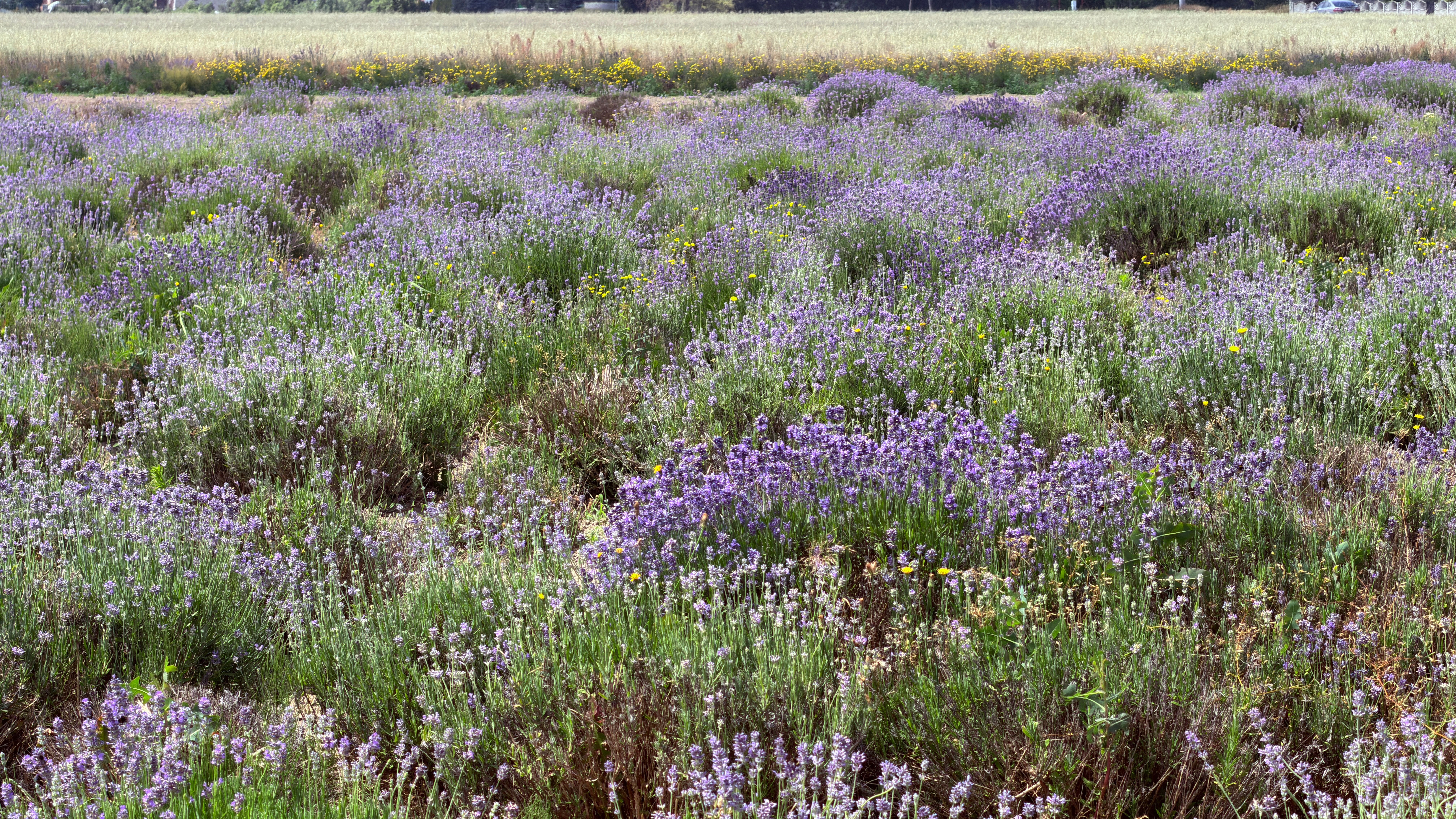 Chatfield Farms