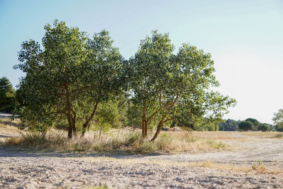 Fotomural Paisaje iluminado por el sol con árboles Populus alba en un campo abierto, mostrando un verde vibrante.