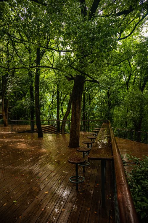 Free Peaceful wooden deck amidst a vibrant, rain-soaked forest setting. Stock Photo