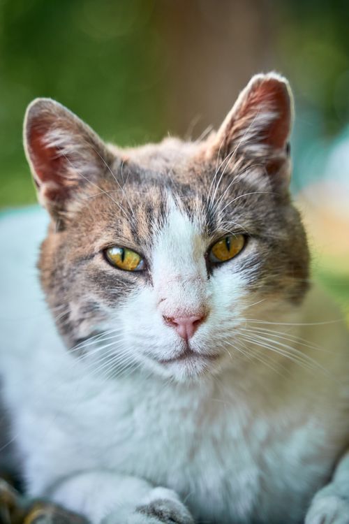 Free A serene close-up of a resting cat with striking yellow eyes in a natural setting. Stock Photo