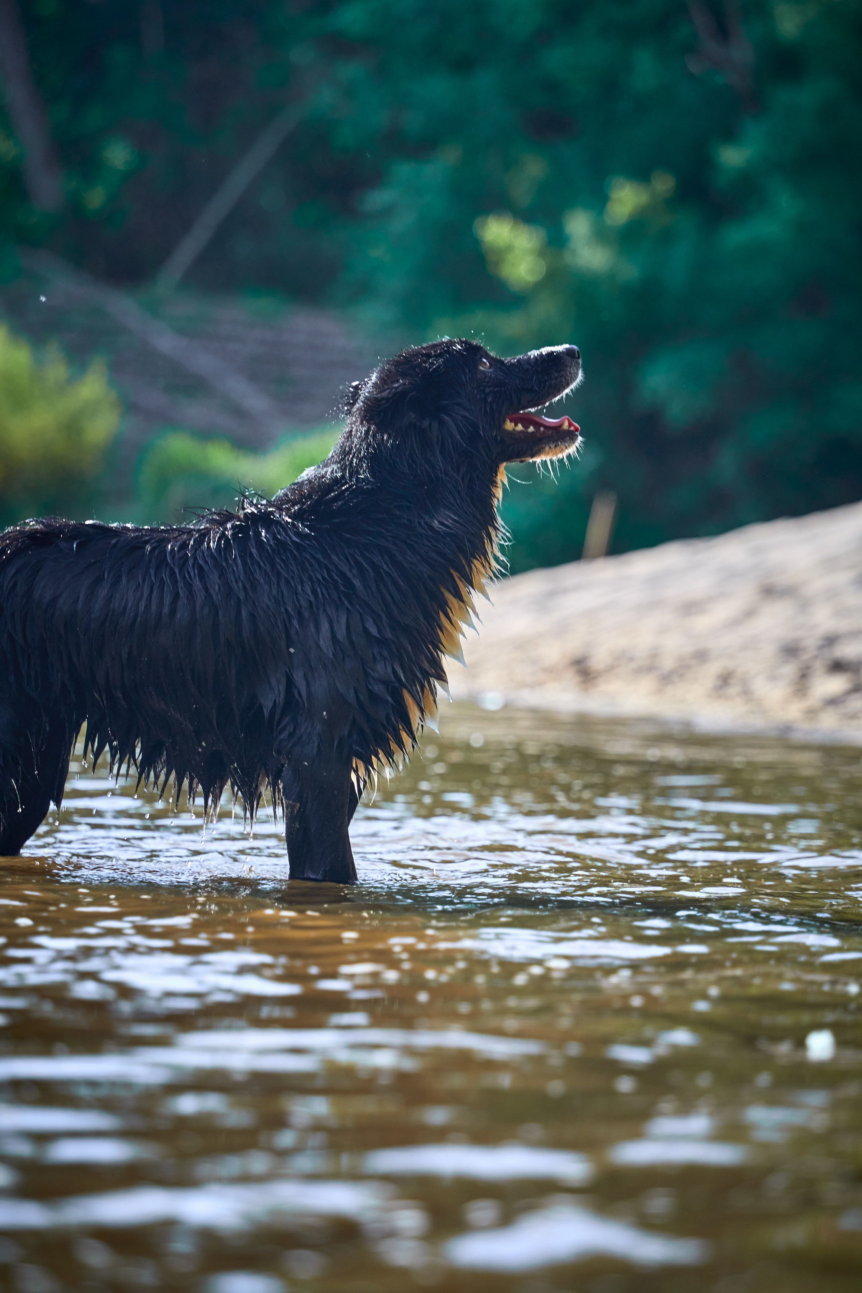 Rituel soin chien chaleur été bien-être animal - illustration
