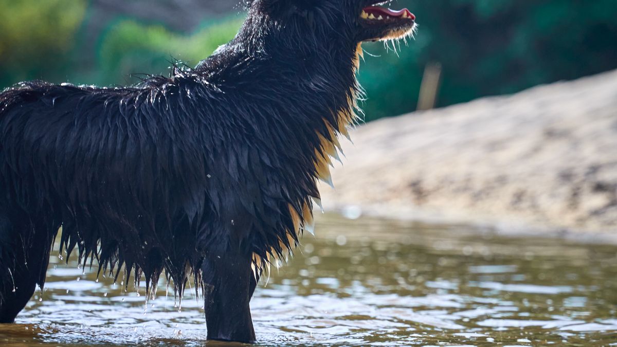 Rituel soin chien chaleur été bien-être animal - illustration