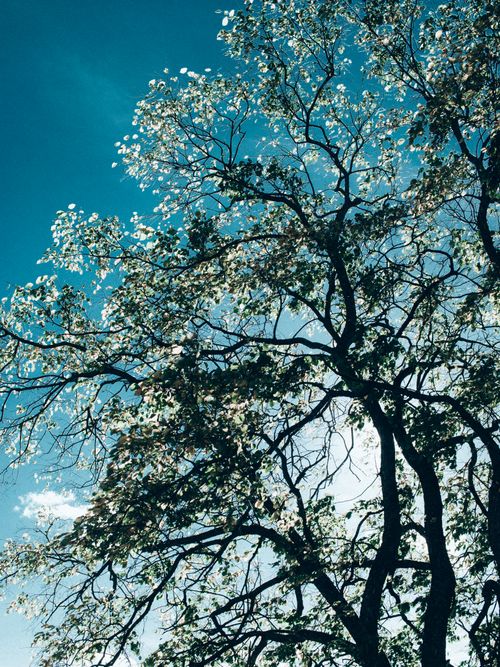 Free A vibrant tree canopy viewed from below with a clear blue sky in the background, evoking serenity. Stock Photo