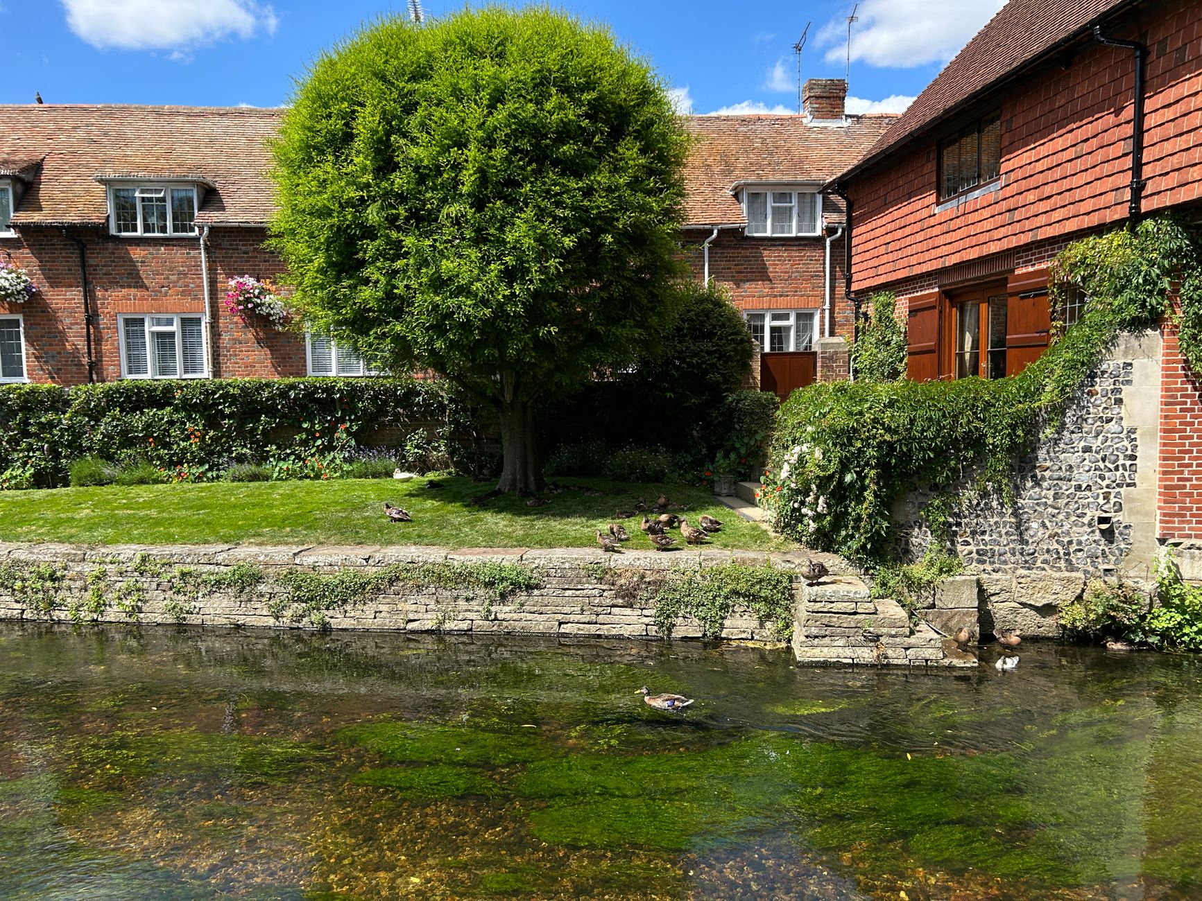 Picturesque village scene with ducks by quaint English cottages and a lush tree.