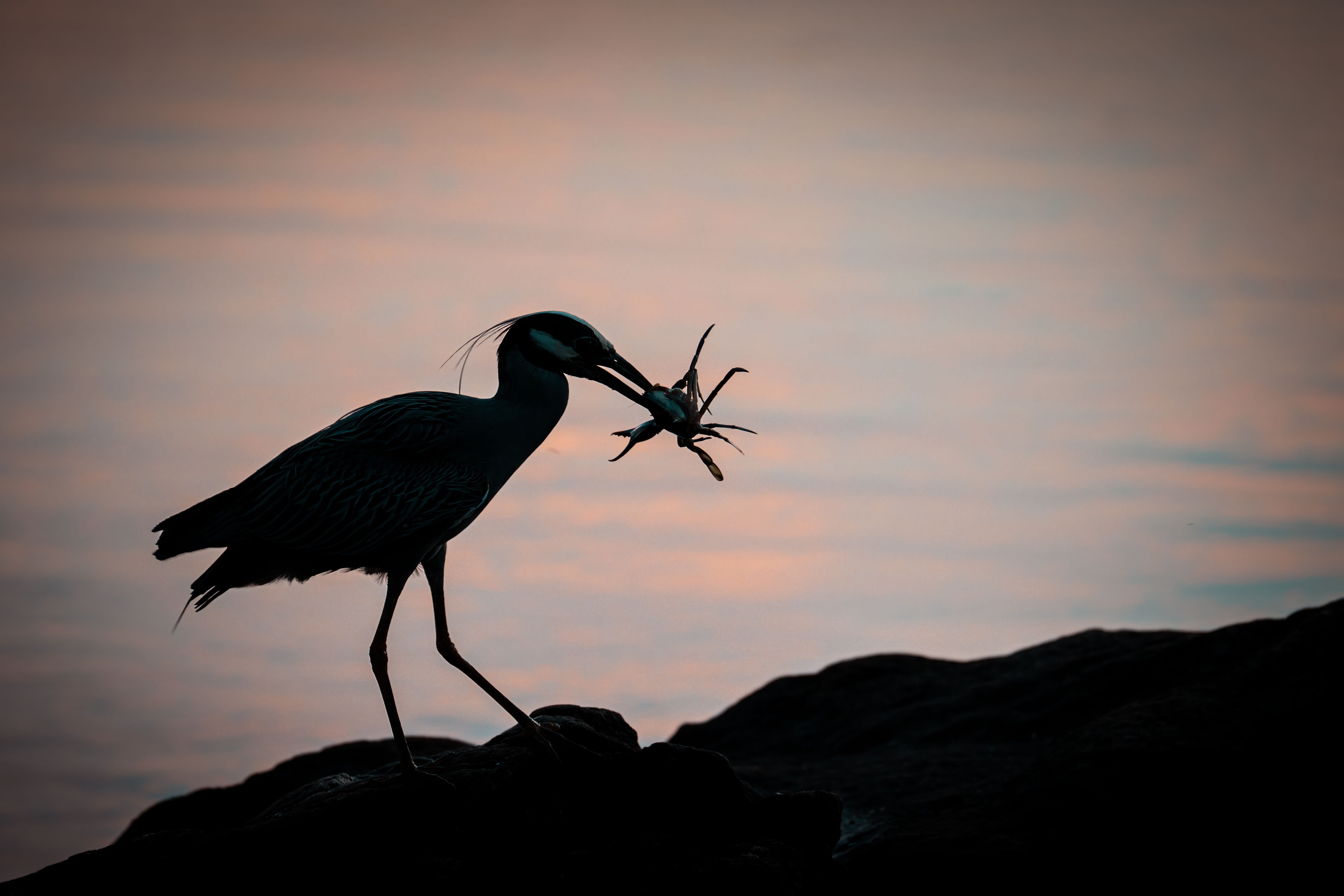 Heron Island — Heron Island