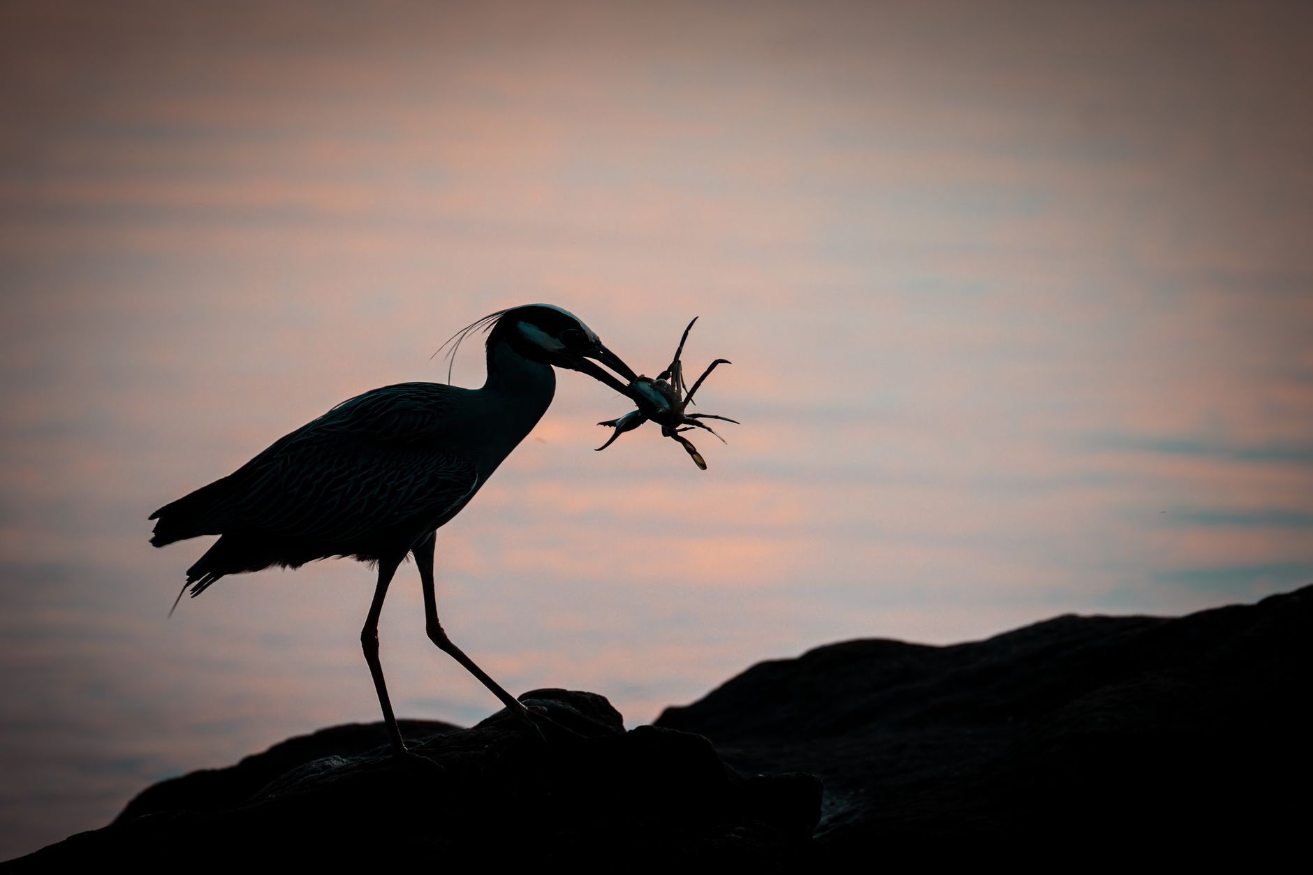 Heron Island — Heron Island