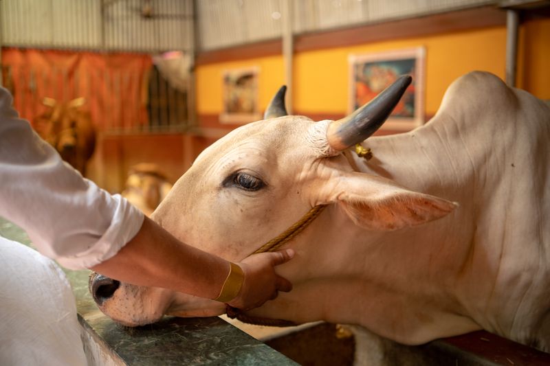 Advanya Gau Dham founded