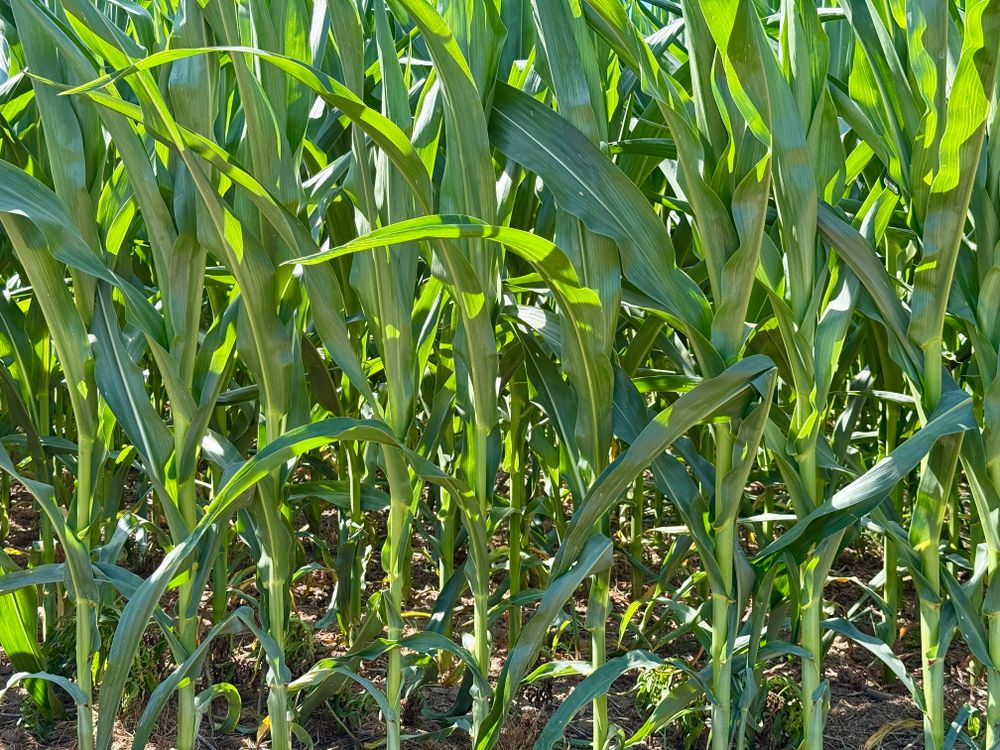 Free Lush green corn stalks growing in a sunlit field, showcasing vibrant agriculture. Stock Photo