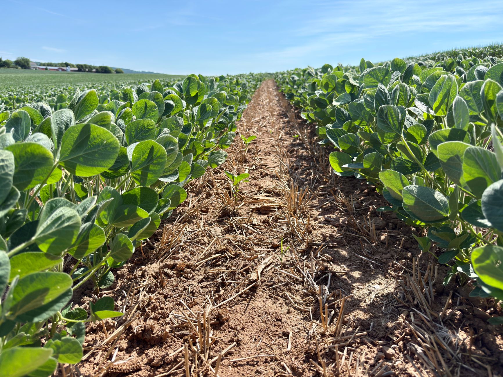 glycine longevity benefits — A thriving soybean field under a bright blue sky, showcasing agricultural richness in summertime.