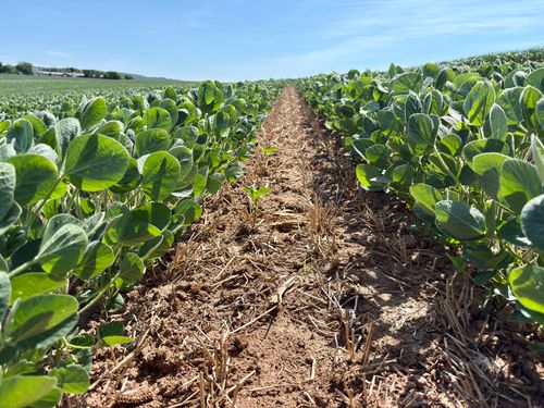 Free A thriving soybean field under a bright blue sky, showcasing agricultural richness in summertime. Stock Photo
