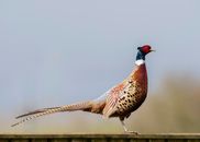 Bird on Brown Wooden Fence