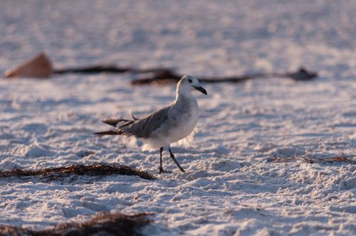 Free A seagull walks on a sandy beach with seaweed, captured in daylight. Stock Photo