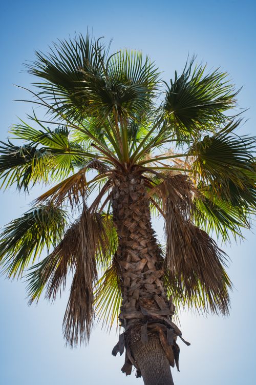 Free Vibrant palm tree viewed from below with a bright blue sky backdrop, symbolizing tropical summer vibes. Stock Photo