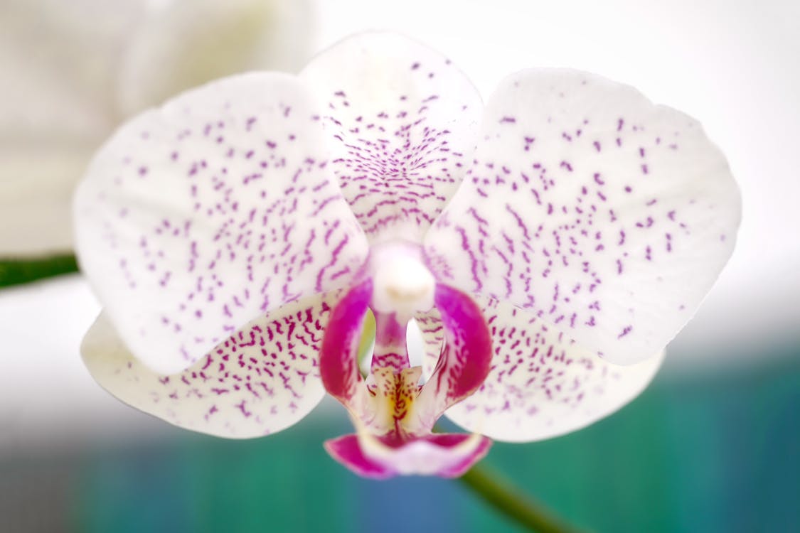 Free Stock Photo Of Orchid