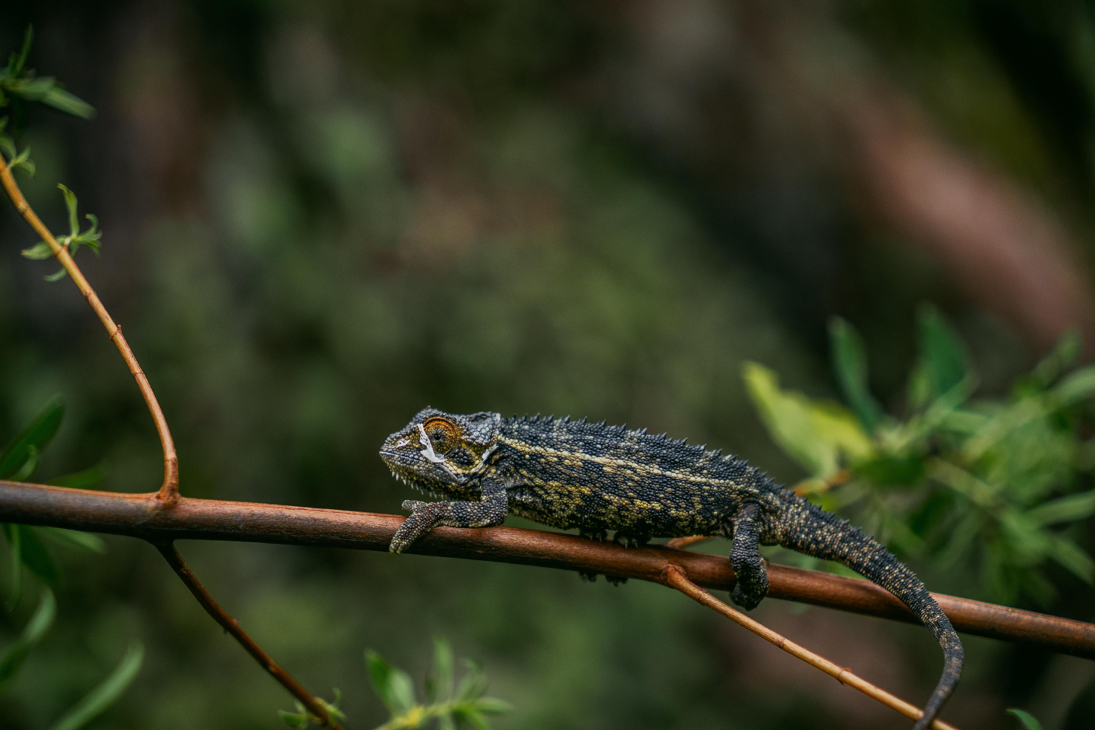 Photo of Madagascar