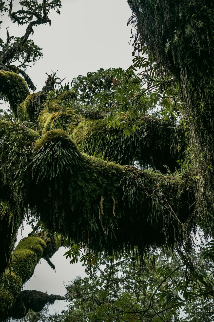 Explore the rich biodiversity of a cloud forest with moss-draped branches and lush greenery.. pexels, explore, rich