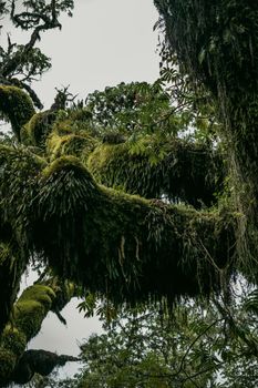 Explore the rich biodiversity of a cloud forest with moss-draped branches and lush greenery.. pexels, explore, rich