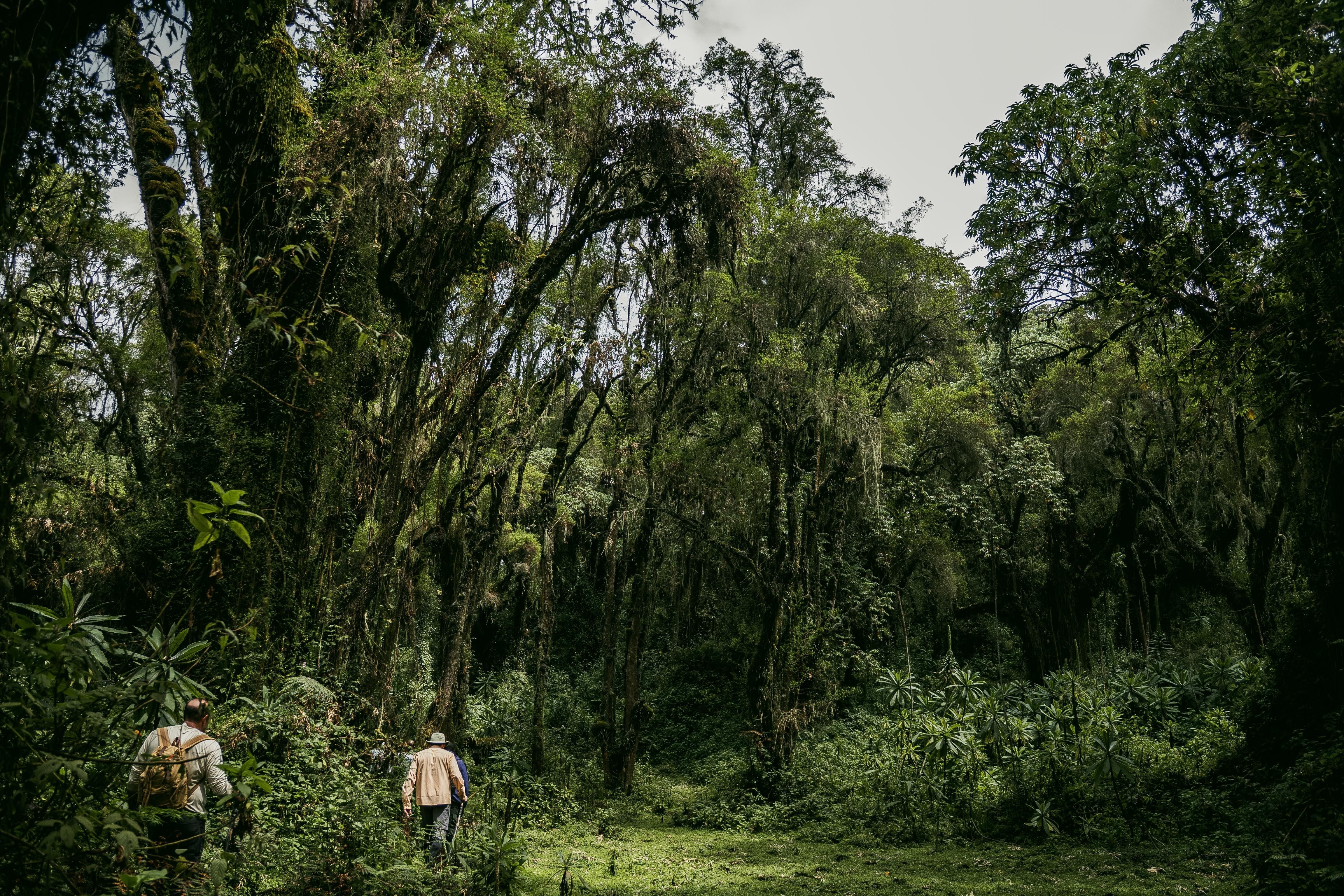 Stunning Grand Selva 3-Day Jungle Expedition Amazonia Ecuador Rainforest Review 2026 - Two adults exploring lush, dense forest with towering trees and rich greenery.