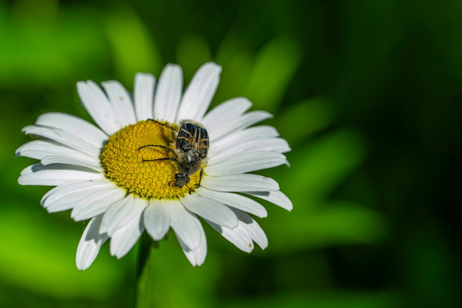 What I Learned from 7 Days of Macro Photography in July - Photography by Raghav in Chennai