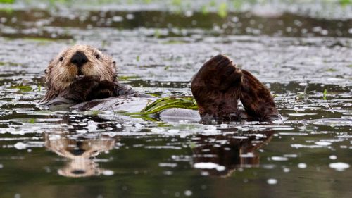 Free A sea otter floats calmly on its back in California waters, showcasing natural behavior. Stock Photo