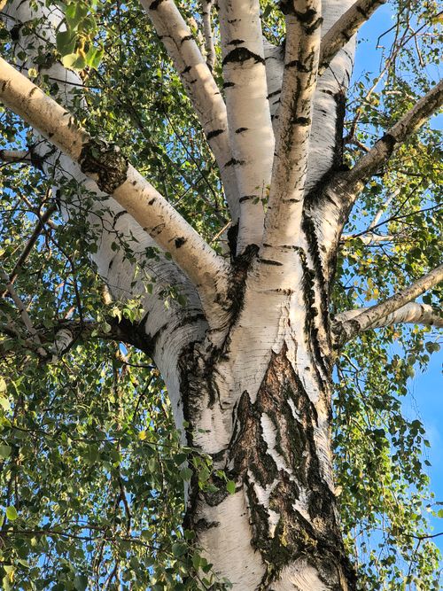 Free Detailed view of a birch tree trunk and branches with green leaves in sunlight. Stock Photo
