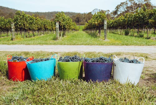 Colorful Baskets Full of Grapes