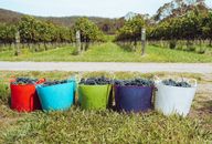 Colorful Baskets Full of Grapes