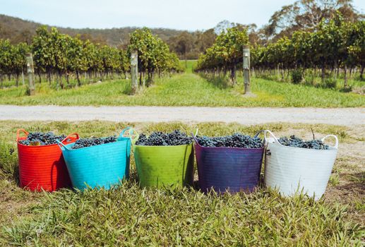 Colorful Baskets Full of Grapes