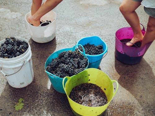 Workers Stomping on the Grapes in the Basket