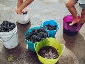 Workers Stomping on the Grapes in the Basket