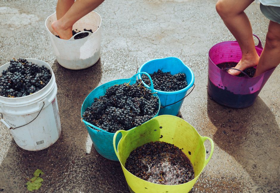 Grape Stomping