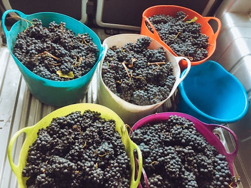 Grapes in Colorful Baskets