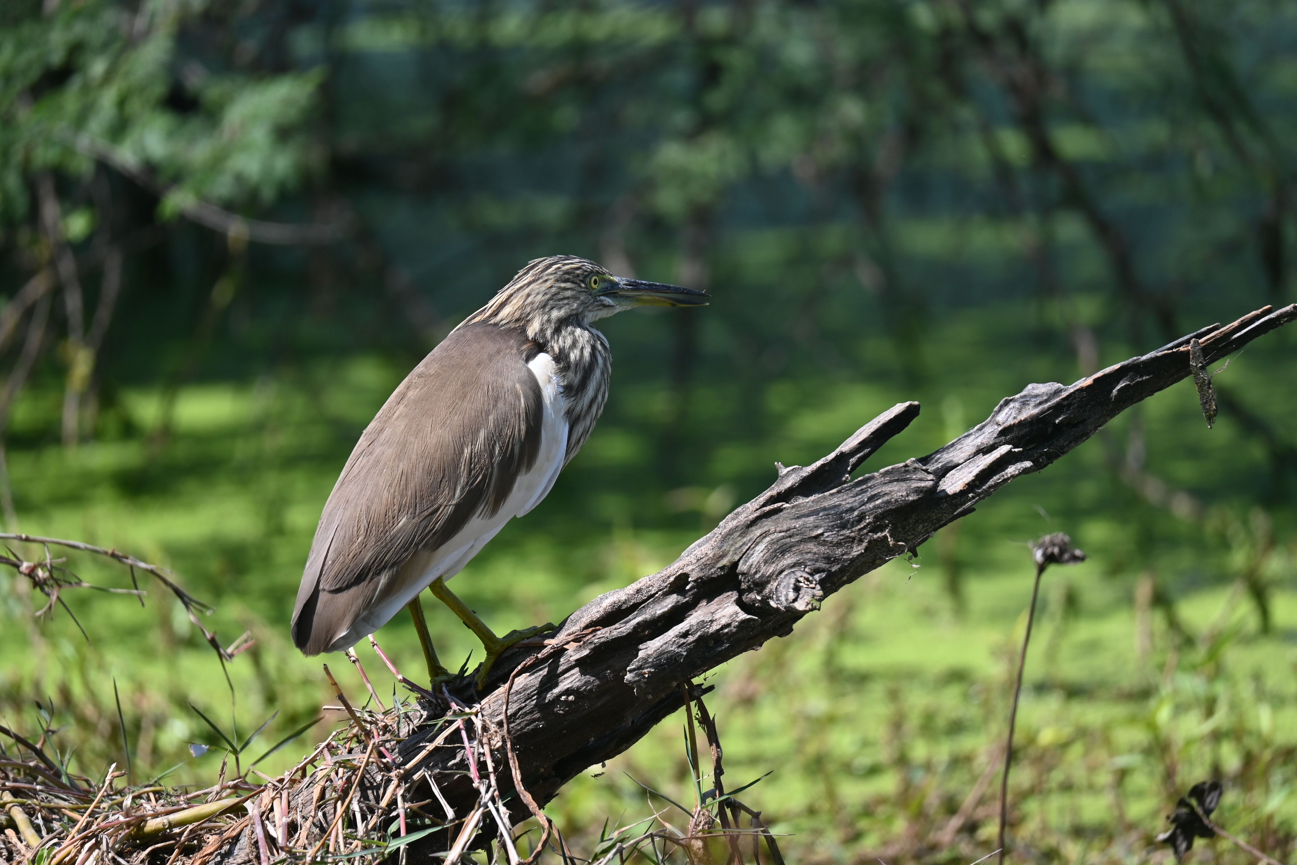 Bharatpur