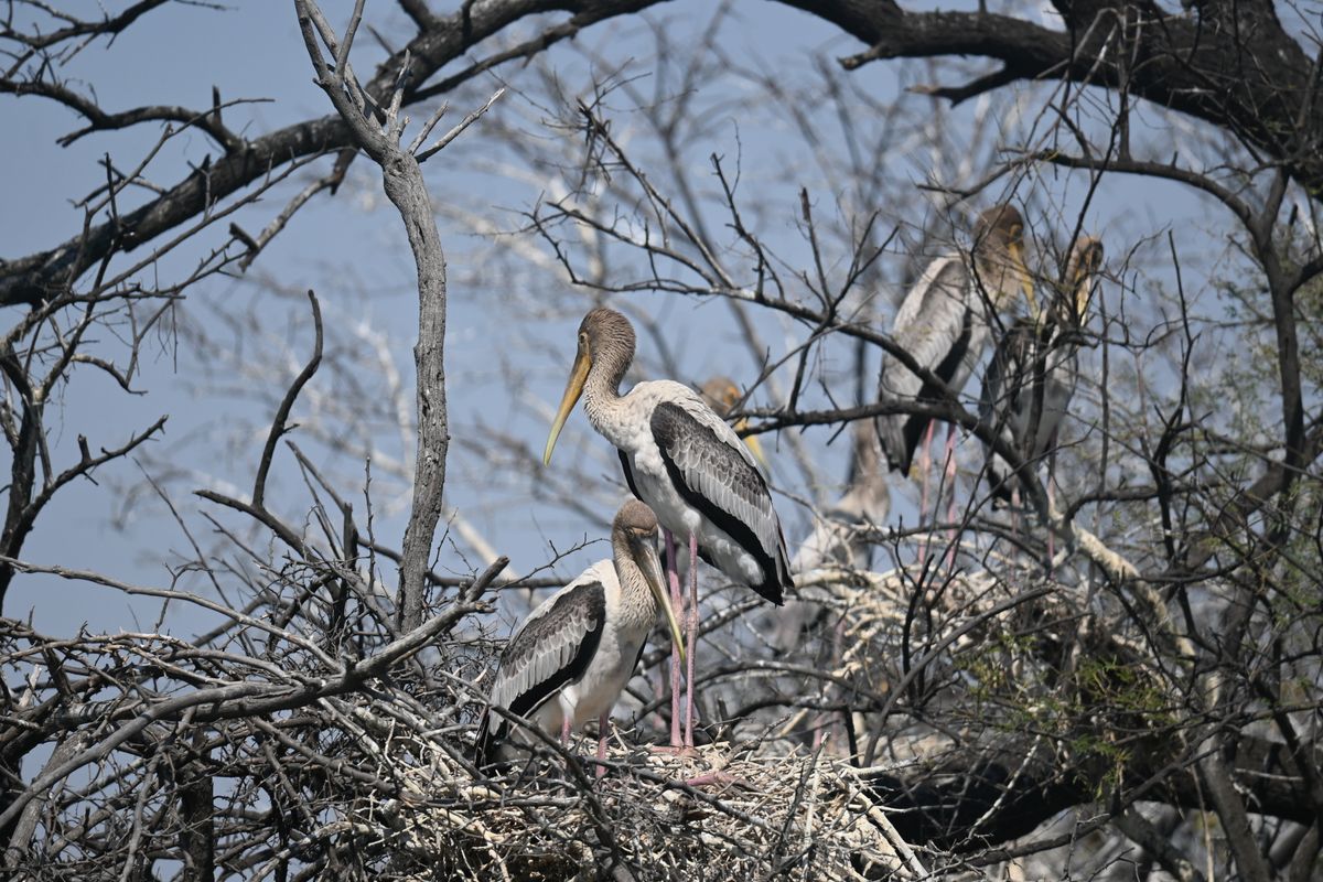 Painted storks nesting at Keoladeo Ghana National Park, Bharatpur's bird sanctuary