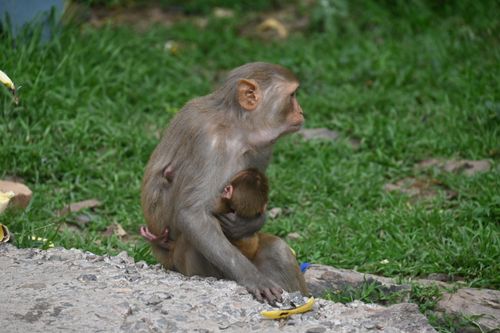 Free A Rhesus macaque mother with her baby at her side in Barsana, India, surrounded by nature. Stock Photo