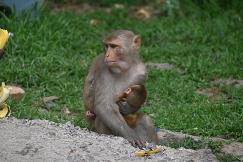 Free A Rhesus Macaque mother holds her baby in Barsana, Uttar Pradesh, amidst green grass. Stock Photo