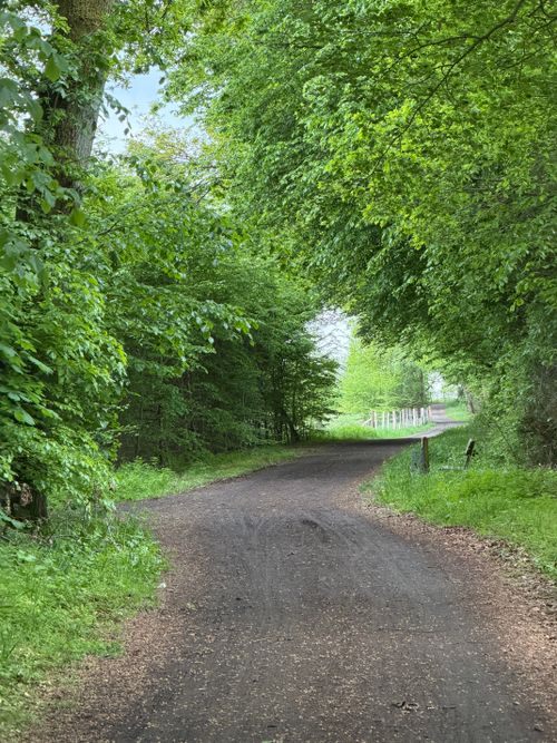 Free A tranquil forest path surrounded by lush greenery, inviting exploration in springtime. Stock Photo