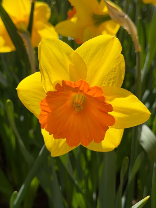 Free Close-up of a bright yellow daffodil with orange center in full bloom during spring. Stock Photo