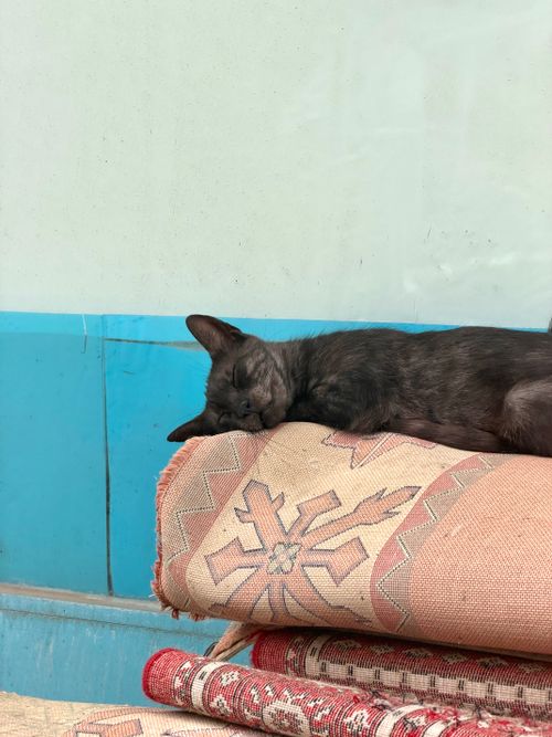 Free A black cat peacefully sleeping on rolled-up decorative carpets indoors. Stock Photo