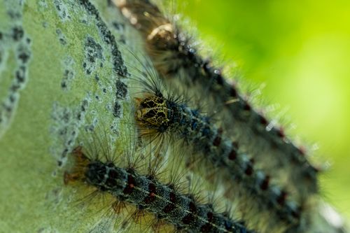 Free Macro shot of caterpillars on a lichen-covered tree branch in Rouyn-Noranda, Québec, Canada. Stock Photo