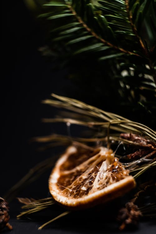 Closeup of aromatic dried citrus slice on branch of coniferous tree in dark