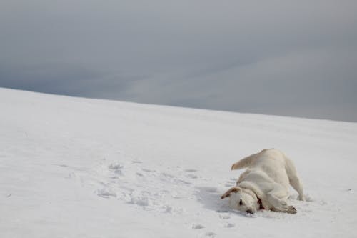 Immagine gratuita di bianco, cane, cloud