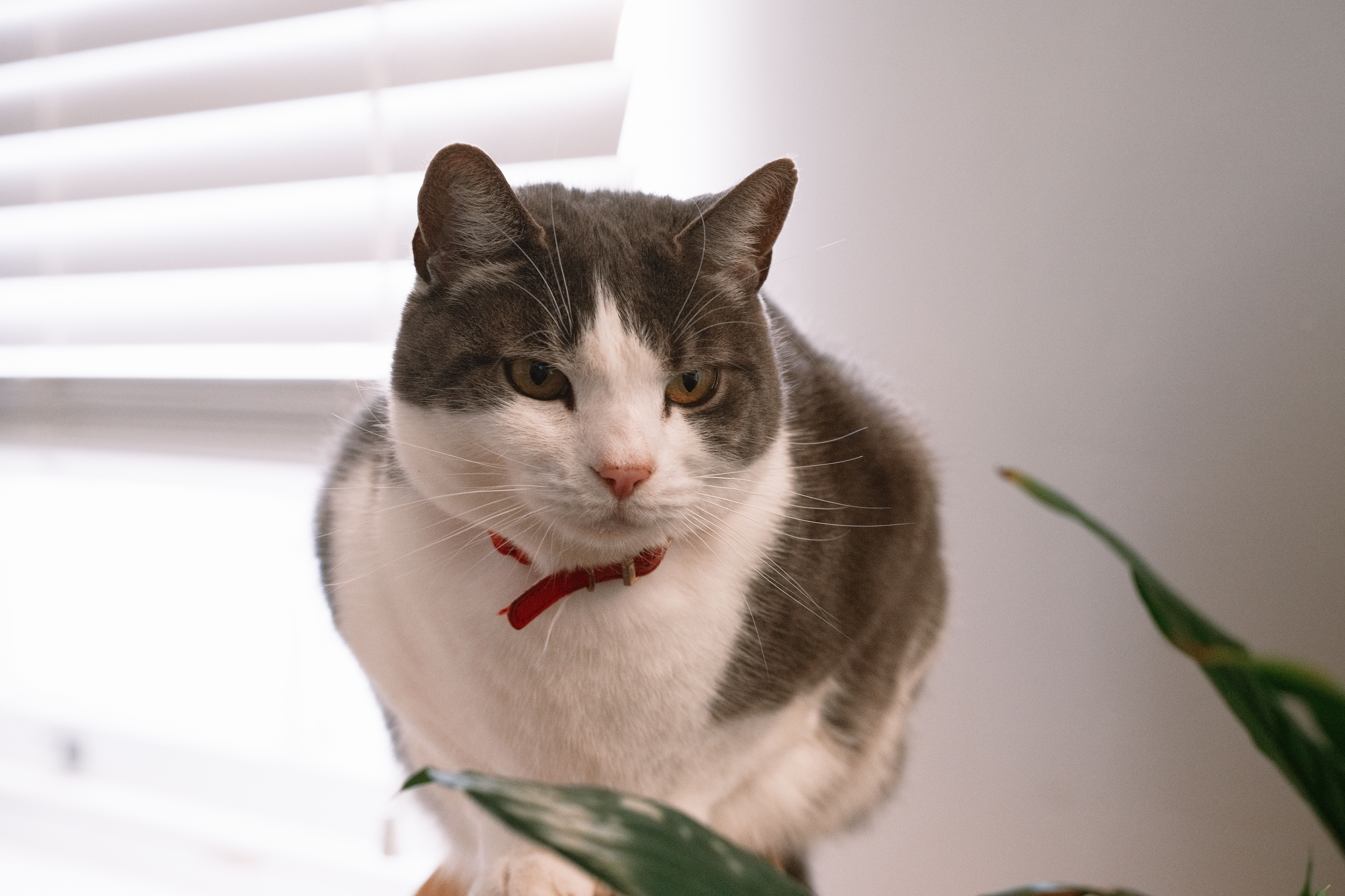 my cat run away