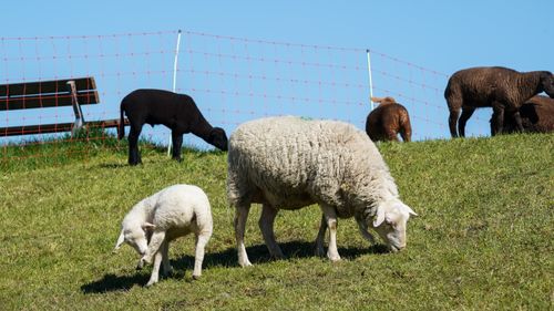 Free A peaceful scene of sheep grazing on a sunny hillside in Artlenburg, Germany. Stock Photo